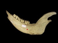 藏品(牛下顎骨化石)的圖片